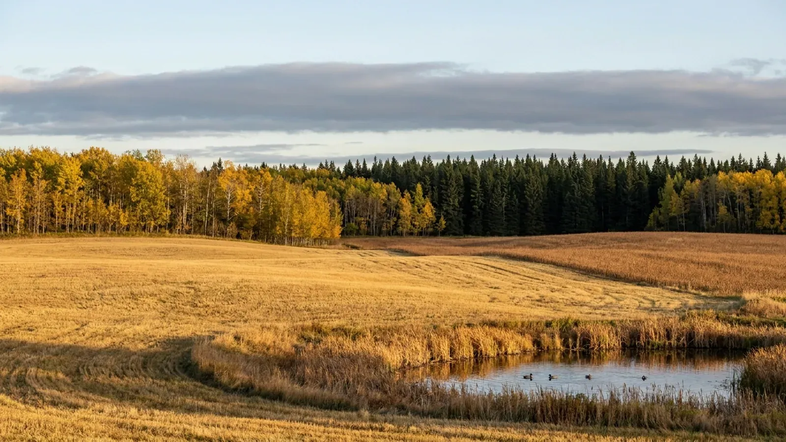 Flat central Alberta farmland edged by yellow autumn aspen, with dark boreal spruce forest stretching beyond and a small slough in the foreground.